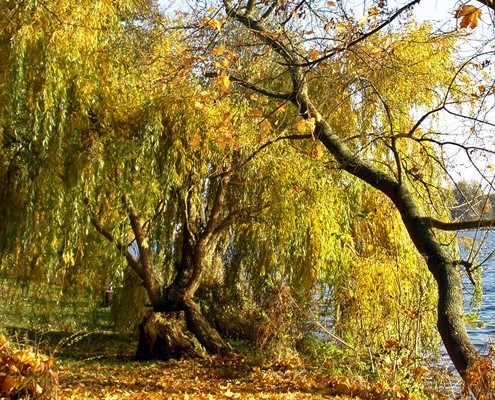 Pilze sammeln im goldenen Herbst