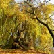 Pilze sammeln im goldenen Herbst