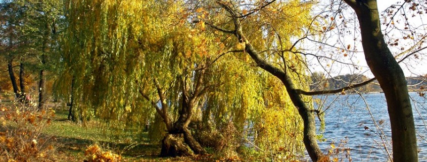 Pilze sammeln im goldenen Herbst