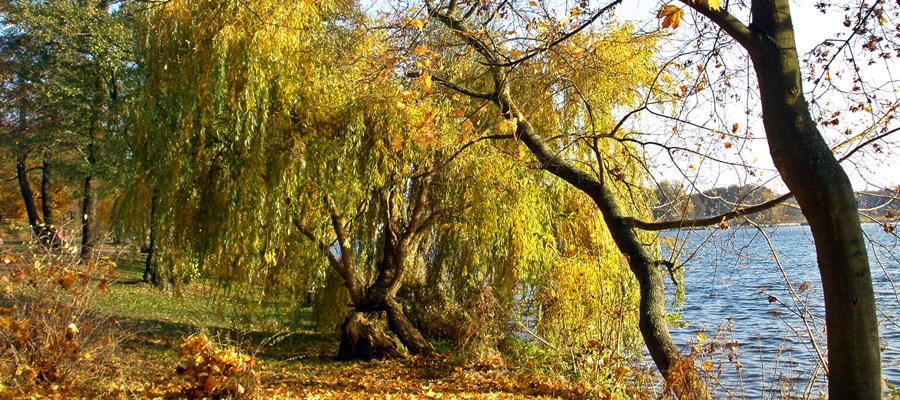 Pilze sammeln im goldenen Herbst